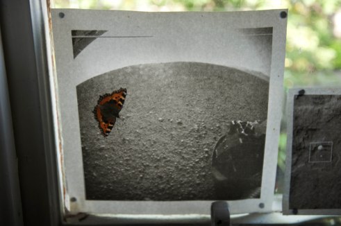 2014.08.19.ButterflyR004